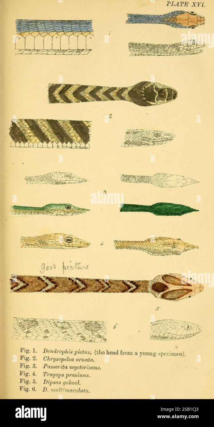Indische Schlangen, Madras, Higginbotham, 1874, China, Indien, Schlangen, Südasien, Dendrelaphis pictus, Chrysopelea ornata, Ahaetulla mycterizans, Ahaetulla prasina, Boiga gokool, Boiga multomaculata, Taxonomie: suborde r= Serpentes, Welttag der Schlange, die Illustration zeigt eine Reihe detaillierter Darstellungen von Schlangenköpfen, die verschiedene Arten zeigen. Jede Figur ist mit dem entsprechenden wissenschaftlichen Namen versehen, der die einzigartigen Merkmale jeder Schlange hervorhebt. Zu den dargestellten Exemplaren gehören Dendrophis pictus, bekannt für seine lebhafte Färbung; Chrysemys verziert, bekannt für seinen unverwechselbaren Klaps Stockfoto