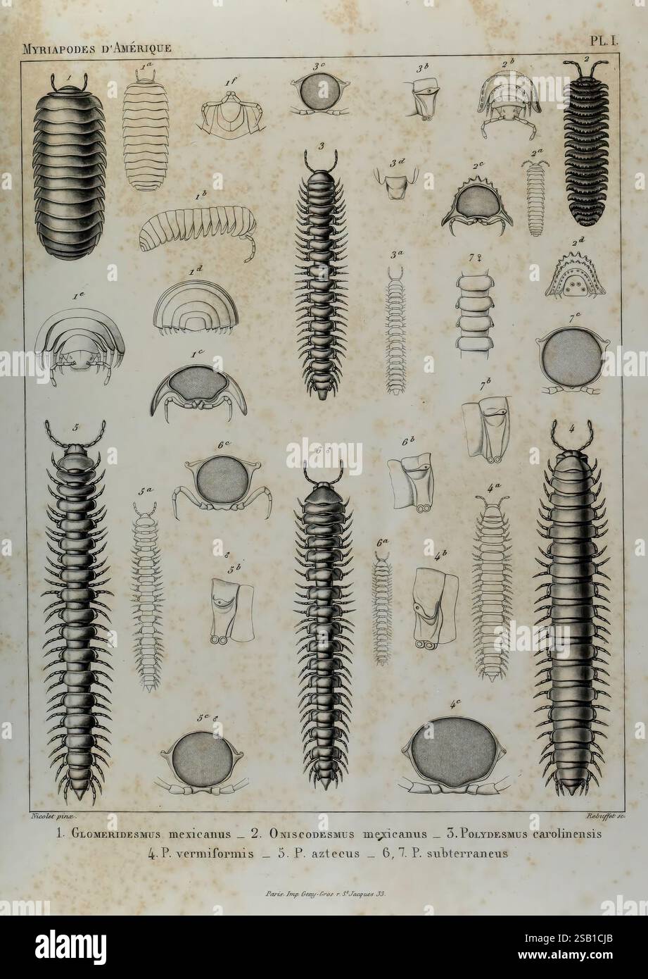 Essai d'une faune des Myriapodes du Mexique, Genève, J.G. Fick, 1860, Mexiko, USA, Westindien, Myriapoda, eine komplexe Illustration, die eine Vielzahl von Myriapoden aus Amerika zeigt und detaillierte Linienzeichnungen verschiedener Arten zeigt. Das Bild ist in einem Rasterformat mit nummerierten Etiketten zur Identifizierung der einzelnen Proben angeordnet. Zu den dargestellten Arten zählen unter anderem der Glomeris mexicana, Oxycobinus mexicanus und Polydesmus carolinensis. Die Aufmerksamkeit auf anatomische Details wie Körpersegmente und Beinstrukturen unterstreicht die Vielfalt dieser Arthropoden. Jeder Organismus ist akribisch Stockfoto
