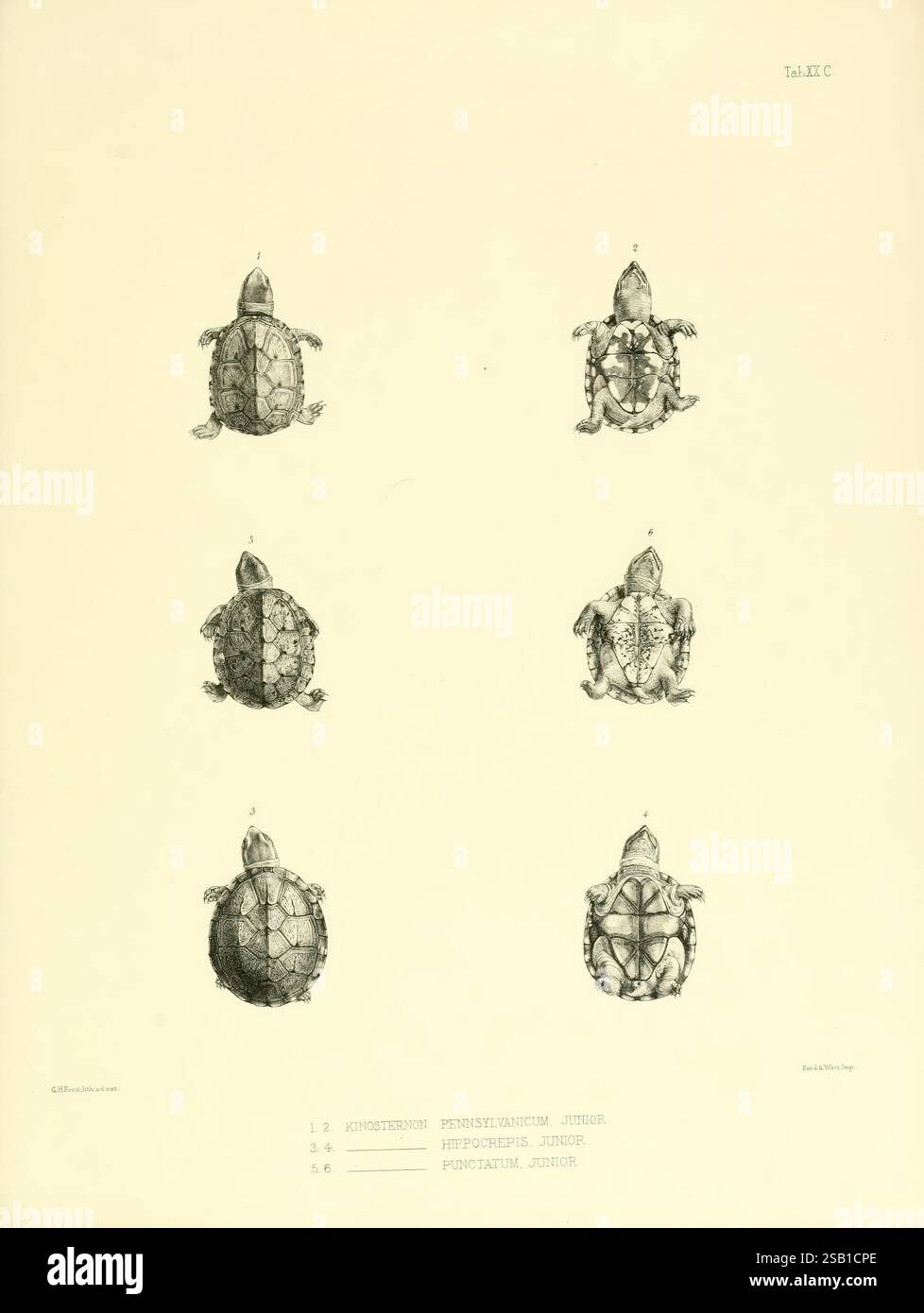 Katalog der Schildreptilien in der Sammlung des British Museum London gedruckt im Auftrag der Trustees 1855-1872 England London Schildkröten Krokodile Testudinidae amphisbaenia Chelonia Gattung, die Komposition enthält sechs detaillierte Abbildungen verschiedener Schildkrötenarten, die in zwei Spalten angeordnet sind. Jede Schildkröte wird aus zwei Perspektiven dargestellt: Der dorsalen Ansicht (von oben nach unten) und der ventralen Ansicht (von unten nach unten). Zu den dargestellten Arten gehören Chinemys pensylvanica, Hylaeochelys virgata und Pseudomonadon, die jeweils sorgfältig dargestellt wurden, um die einzigartigen Muster und Texturen ihrer Muscheln zu präsentieren Stockfoto