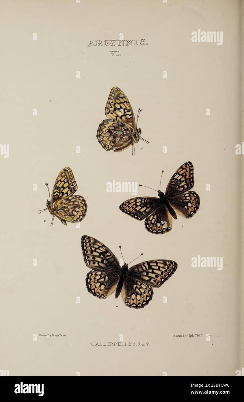 The Butterflies of North America Philadelphia, American Entomological Society, 1868-1872. Schmetterlinge Kanada Lepidoptera Vereinigte Staaten Nordamerika Polymorphismus des 19. Jahrhunderts William H Edwards, das Kunstwerk zeigt eine detaillierte Abbildung von vier verschiedenen Schmetterlingen der Gattung Argynnini, die ihre komplexen Flügelmuster und leuchtenden Farben zeigen. Jeder Schmetterling ist so positioniert, dass er seine einzigartigen Markierungen und Symmetrien hervorhebt, wobei zwei Exemplare mit ausgebreiteten Flügeln ihre kunstvollen Designs offenbaren, während die anderen beiden in verschiedenen Posen dargestellt werden, um ihre delica zu betonen Stockfoto