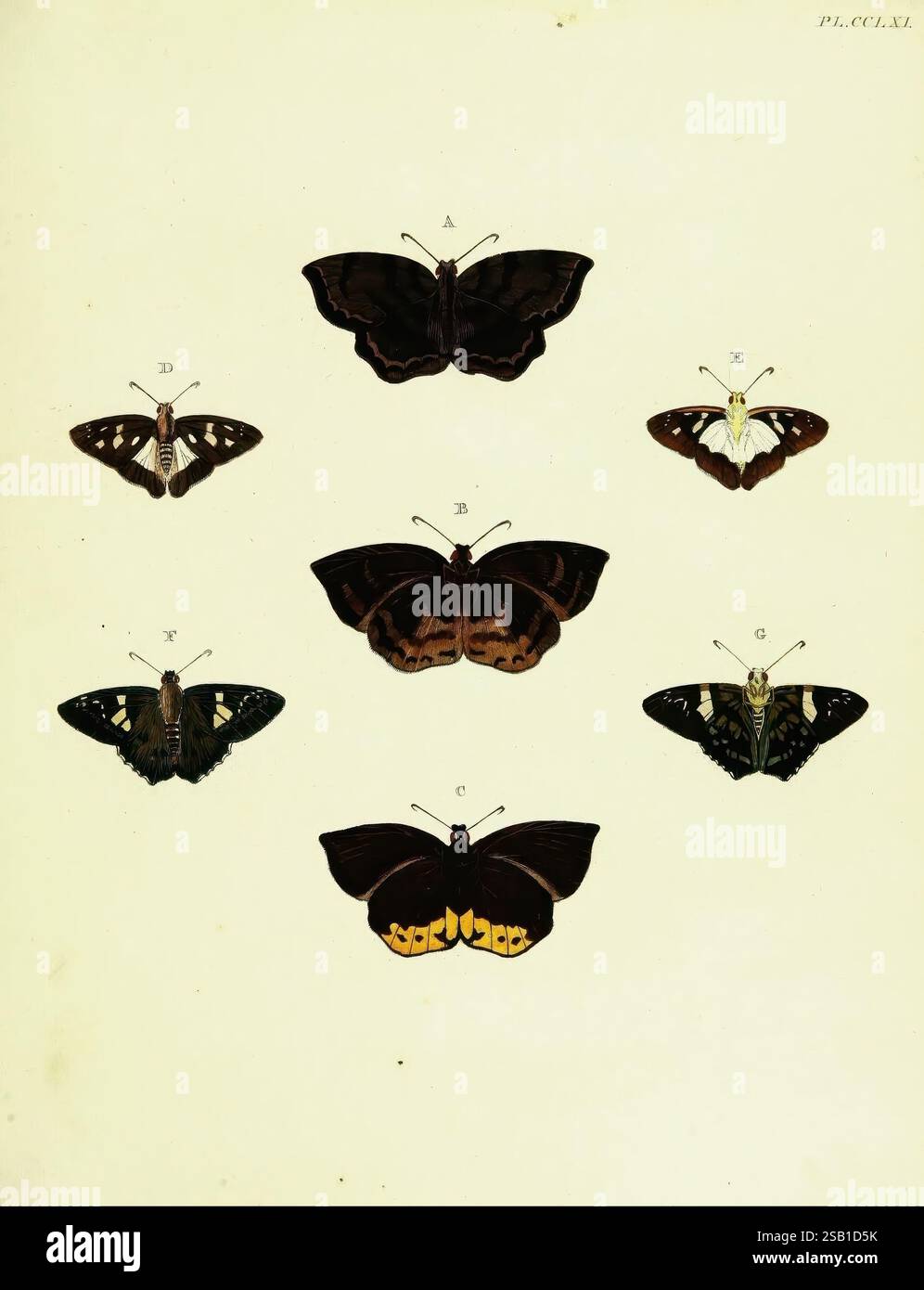 Diese Illustration zeigt eine Sammlung von sieben verschiedenen Schmetterlingsarten, die ihre komplizierten Muster und Farben zeigen. Jeder Schmetterling ist im Rasterformat mit einem entsprechenden Buchstaben von A bis G versehen, um eine einfache Identifizierung zu ermöglichen. Die Schmetterlinge zeigen eine Vielzahl von Flügelformen und -Größen, was die Vielfalt innerhalb der Schmetterlingsordnung unterstreicht. Das Kunstwerk betont die zarten Details ihrer Flügel, einschließlich verschiedener Markierungen und Farbkombinationen, von tiefem Braun und leuchtendem Gelb bis hin zu blassem weiß. Diese Anordnung dient nicht nur als pädagogische Referenz, sondern auch als c Stockfoto