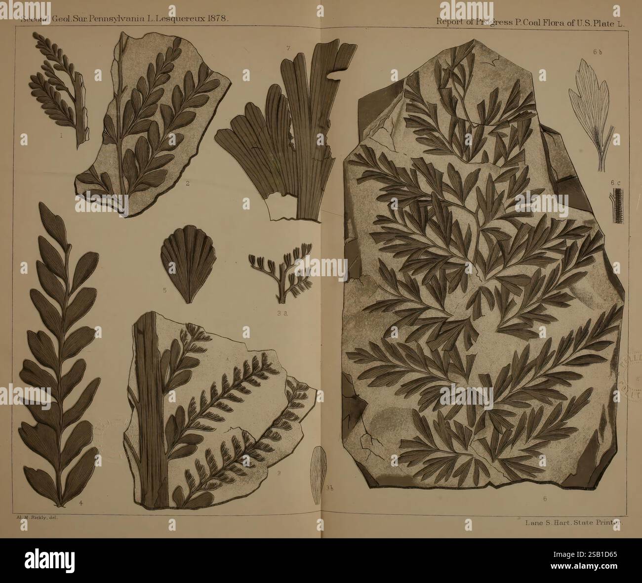 Beschreibung der Kohleflora der Karbonformation in Pennsylvania und in den Vereinigten Staaten, Harrisburg, Board of Commissioners for the Second Geological Survey, 1879-84, Plants, Pennsylvania, Botanik, Fossilien, Karbon, Paläobotanik, Fossilien. diese Illustration zeigt eine Sammlung detaillierter botanischer Muster mit verschiedenen Arten von Farnen und Laub. Jedes Exemplar wird sorgfältig gerendert und zeigt komplizierte Details der Blattstrukturen, einschließlich Beschriftungen, die verschiedene Arten oder Typen anzeigen. Das Arrangement hebt die Vielfalt und Schönheit hervor Stockfoto