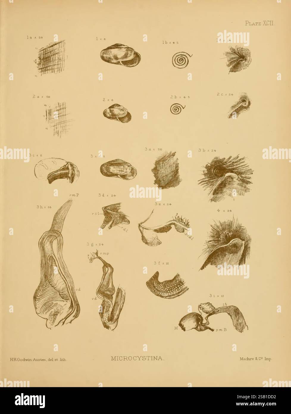 Land- und Süßwassermollusca von Indien London, Taylor and Francis, 1882-, Asien, Indien, Mollusks, Muscheln, die Illustration zeigt verschiedene detaillierte Darstellungen mikroskopischer Organismen aus der Gattung Microcystina. Die Anordnung umfasst verschiedene Formen wie Spiralen, Schalen und unregelmäßige Formen, die jeweils zur Identifizierung gekennzeichnet sind. Diese komplizierten Figuren verdeutlichen die einzigartigen morphologischen Merkmale verschiedener Arten und unterstreichen die Komplexität und Vielfalt innerhalb dieser Gruppe. Jede Probe wird sorgfältig gerendert, um ein klares Verständnis ihrer Struktur zu erhalten, mit Anmerkungen t Stockfoto