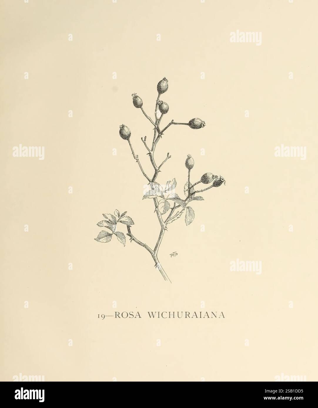 Die, Gattung, Rosa, London, John, Murray, 1914, Roses, Eine sorgfältig gerenderte botanische Illustration von Rosa Wichuriana, die einen schlanken Stiel zeigt, der mit Haufen unreifer Rosenhüften und zarten Blättern verziert ist. Die detaillierte Linienführung fängt das Wesen der Pflanze ein und hebt die Textur der Blätter und der Knospen hervor, wobei der wissenschaftliche Name elegant darunter positioniert ist. Diese Illustration zeigt die komplizierte Schönheit der Art und betont sowohl ihre botanischen Eigenschaften als auch ihre ästhetische Anziehungskraft. Stockfoto