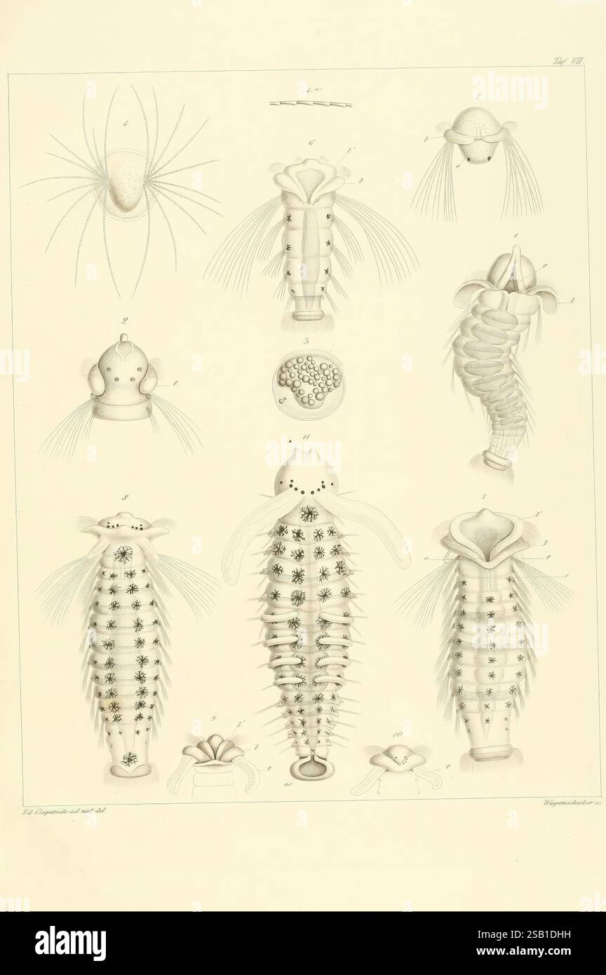 Beobachtungen über Anatomie und Entwicklungsgeschichte wirbelloser Thiere, Leipzig, Wilhelm Engelmann, 1863, Frankreich, Anatomie, Normandie, wirbellose Tiere, wirbellose Tiere, wirbellose Tiere. die Abbildung zeigt verschiedene Meeresorganismen und hebt komplexe anatomische Merkmale und einzigartige morphologische Merkmale hervor. Die Zusammensetzung ist methodisch angeordnet, wobei jede Probe als Referenz gekennzeichnet ist. Die Proben enthalten detaillierte Darstellungen von Körperstrukturen wie Anhängen, Schalen und anderen Eigenschaften, die ihre Vielfalt unterstreichen. Einige Figuren weisen symmetrische Muster auf, während andere unterschiedliche Formen aufweisen Stockfoto