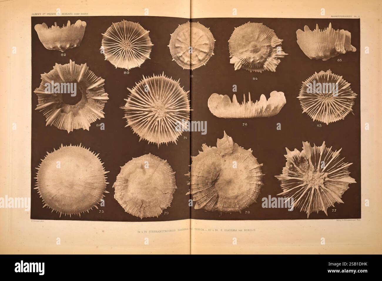 Madréporaires provenant des Campagnes des Yachts Princesse-Alice et Hirondelle II (1893-1913). Monaco, 1920 Scleractina, Eine Sammlung verschiedener Meeresschalen, die in einem organisierten Gitterformat dargestellt werden. Jede Schale weist einzigartige Formen und Texturen auf, die von glatten, abgerundeten Formen bis hin zu spitzen, detailverliebten Strukturen reichen. Die Schalen sind als Referenz nummeriert, mit Beschriftungen, die bestimmte Merkmale oder Klassifizierungen angeben. Das Arrangement unterstreicht die Vielfalt der Muscheldesigns und zeigt die natürliche Kunstfertigkeit der Meereslebewesen. Der Hintergrund sorgt für Kontrast, der das VIS verbessert Stockfoto