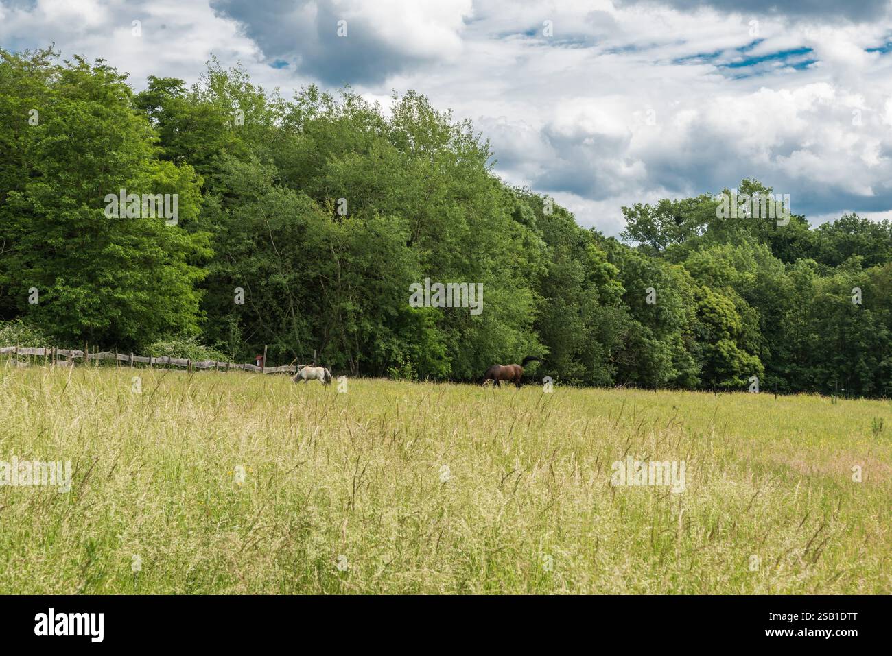 Die grünen naturnahen Wiesen des Naturschutzgebiets Kauwberg (Uccle, Brüssel - Belgien - 07 14 2019) Stockfoto