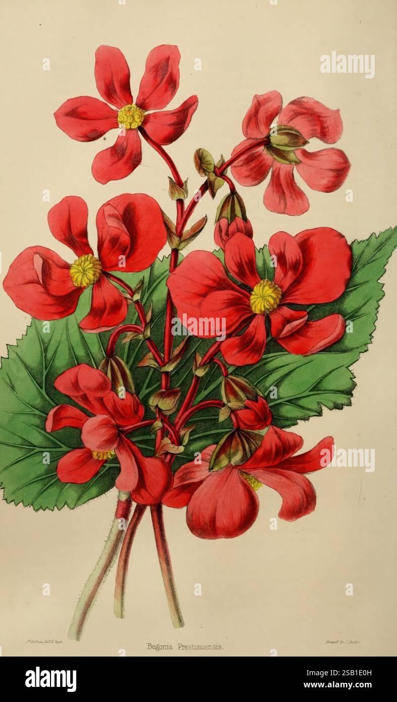 Der, Florist, Fruitist und, Garten, Verschiedenes, London, Chapman und Hall, 1852-, Blumenzucht, Blume, Gartenbau, Obst, Obst, Kultur, Gartenbau, Großbritannien, Zeitschriften, Eine lebendige Ausstellung von Begonien Blumen zeigt ihre auffälligen roten Blüten, elegant um einen zentralen Haufen angeordnet. Jede Blüte hat ein zartes gelbes Zentrum, das zur Gesamthelligkeit der Komposition beiträgt. Zu den Blüten gehören üppige, grüne Blätter, die einen reichen Kontrast bieten und die Schönheit des Blumenarrangements verstärken. Die detaillierte Abbildung zeigt die komplizierten Details des Beg Stockfoto