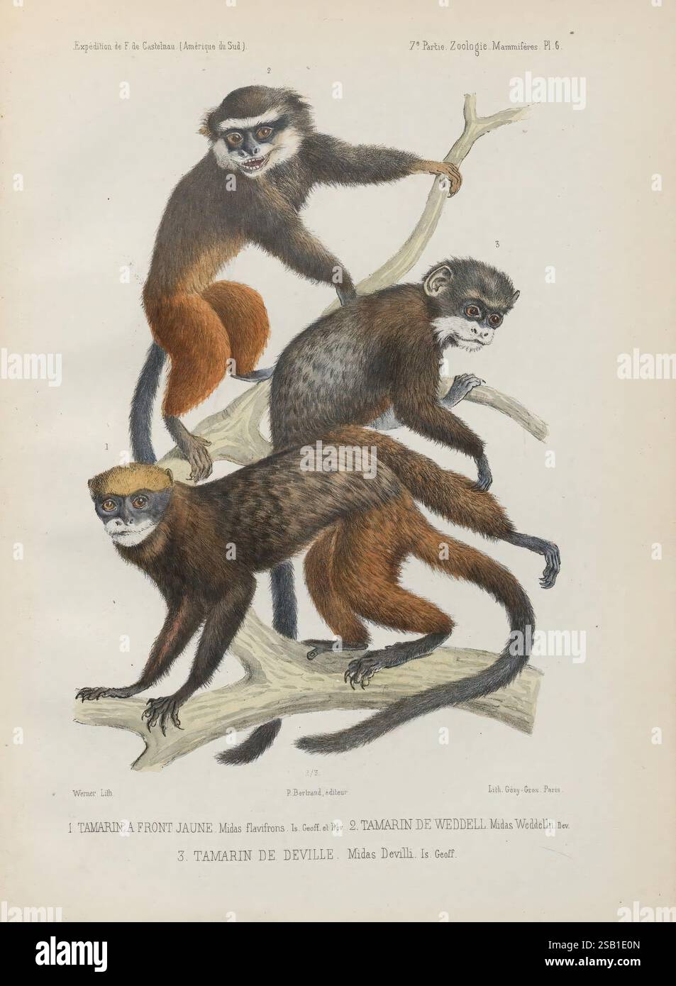 centrales de l'Amérique du Sud, Paris, Chez P. Bertrand, 1850-1859, Midas flavifrons, Midas de villi, Midas weddellii, Tamarin, Saguinus fuscicollis, Eine detaillierte Illustration, die drei Tamarinaffen auf Ästen zeigt. Das Bild zeigt in der Mitte einen Tamarin mit gelber Front, der durch sein charakteristisches gelbliches Fell im Gesicht und auf der Brust gekennzeichnet ist. Daneben befinden sich zwei weitere Arten: Eine mit einem dunkleren Fellmantel mit markanten Gesichtsmarkierungen und die andere mit hellerem Fell und auffälligen Merkmalen. Die künstlerische Darstellung hebt den Ausdruck der Affen hervor Stockfoto