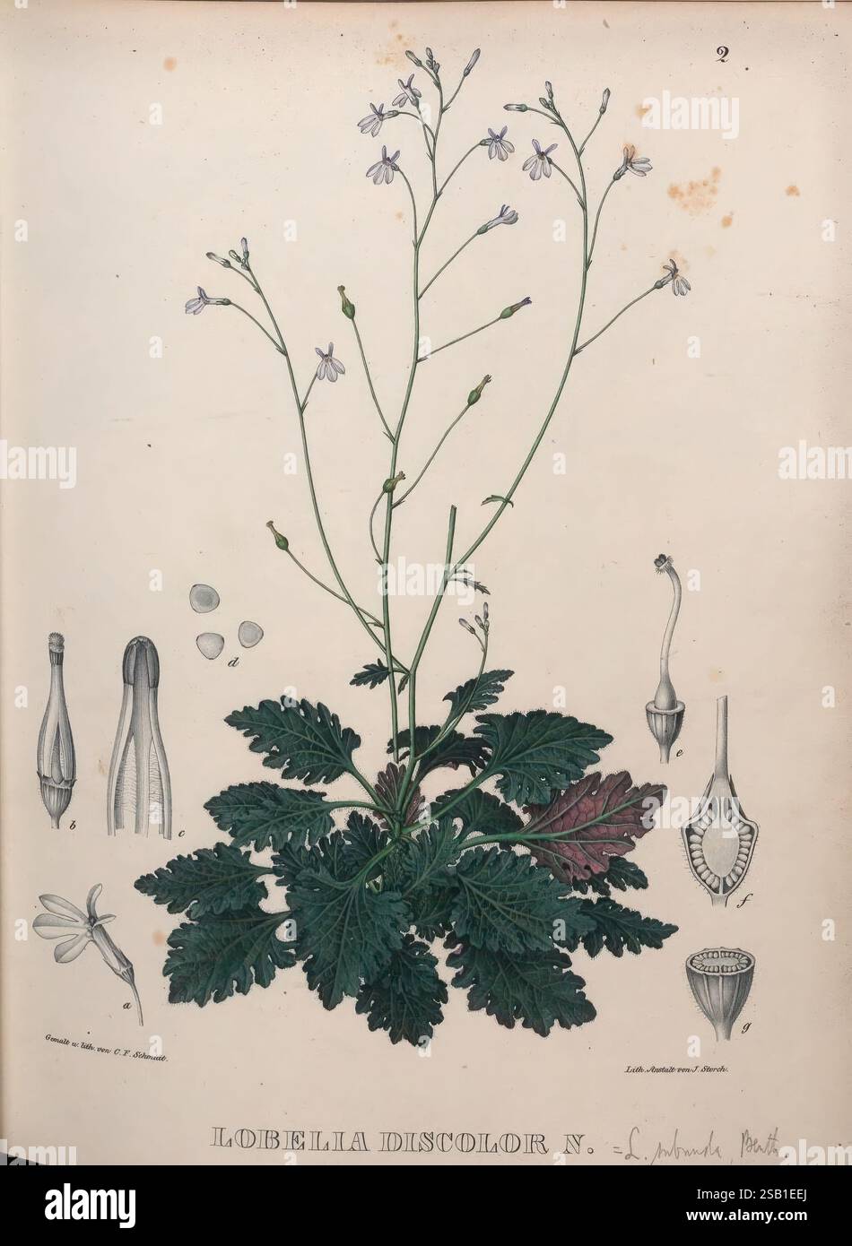 Icones plantarum rariorum Horti Regii Botanici Berolinensis = Berlin, Veit, 1841-1844. Berlin, Deutschland, die Illustration zeigt Lobelia discolor, eine Pflanze, die sich durch ihre auffälligen grünen Blätter und zarten Blüten auszeichnet. Die detaillierte Darstellung zeigt den Stamm, die Blätter und die Blumenanordnung der Pflanze, wodurch die komplizierte Struktur der Blüten hervorgehoben wird. Die zentrale Darstellung umgibt kleinere Abbildungen, die verschiedene anatomische Merkmale der Pflanze darstellen, darunter Samen, ein Querschnitt der Frucht und die gesamte Blumenstruktur. Die Kombination von botanischem Detail und A Stockfoto