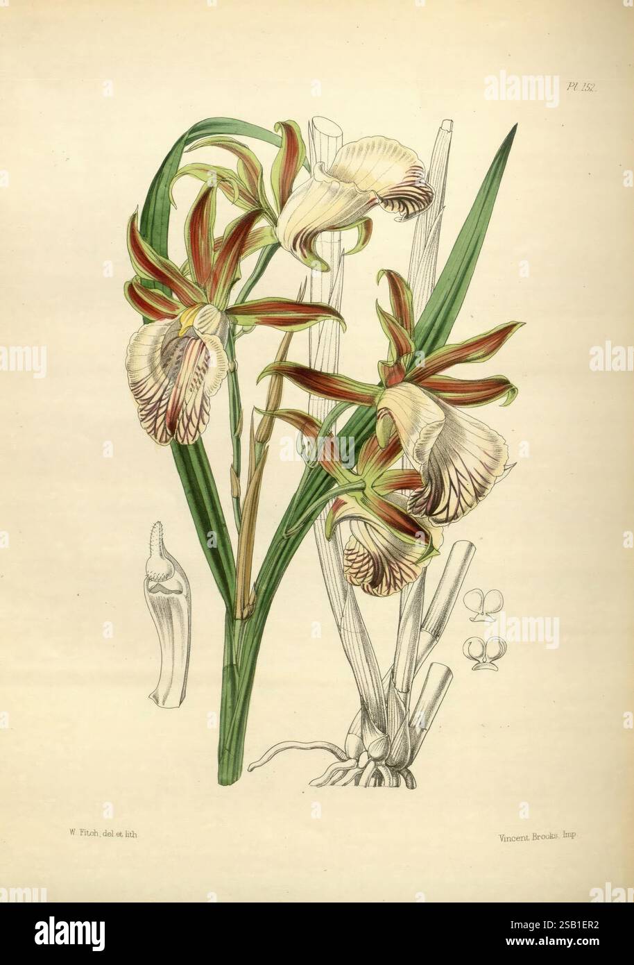 Ein zweites Jahrhundert Orchideenpflanzen, London, L. Reeve & Co,1867, Orchidaceae, zeigt die Illustration eine atemberaubende Orchidee aus der Gattung Cattleya, die sich durch ihre großen, lebendigen Blüten auszeichnet, die eine reiche Mischung aus weißen, gelben und tiefen rötlich-braunen Tönen aufweisen. Das Blumenarrangement ist mit aufwändig detaillierten Blütenblättern und einzigartigen Markierungen und Texturen versehen. Um die Blüten herum tragen längliche grüne Blätter zur allgemeinen Eleganz der Pflanze bei. Neben den mittleren Blüten befinden sich kleinere Skizzen, die wahrscheinlich Teile der Anatomie der Pflanze darstellen, einschließlich eines Close-u Stockfoto