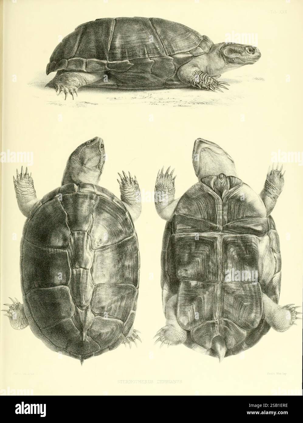 Katalog der Schildreptilien in der Sammlung des British Museum, London, 1855-1872, England, London, Schildkröten, Reptilien, Krokodile, Testudinidae, Amphisbaenia, Chelonia, diese Illustration zeigt eine Nahaufnahme einer Schildkröte, die verschiedene Winkel ihrer Schale und Anatomie zeigt. Die Bilder zeigen die Schildkröte von vorne, hinten und von der Seite aus, sodass sie sich eingehend mit ihren einzigartigen Merkmalen auseinandersetzen kann. Das detailreiche Rendering hebt die Struktur der Schale, die Form des Kopfes und die Anordnung der Gliedmaßen hervor und unterstreicht so die Besonderheiten der Schildkröte. Der Backgr Stockfoto