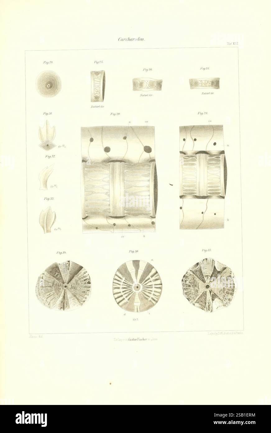 Das natürliche System der Elasmobranchier auf Grundlage des Baues und der Entwicklung Ihrer Wirbelsäule, Jena, G. Fischer, 1879-1885, Anatomie, Fish, Chondrichthyes, Fish Fossil, Chondrichthyes Fossil, die Illustration zeigt eine Reihe komplizierter Designs, die eine Vielzahl von zylindrischen und floralen Formen darstellen, die wahrscheinlich aus einer wissenschaftlichen oder künstlerischen Studie stammen. Die Kompositionen sind systematisch angeordnet, mit detaillierten Darstellungen sowohl dreidimensionaler Formen als auch zweidimensionaler Muster. Jedes Element erscheint nummeriert, was ein Katalogisierungssystem andeutet und einen ausgeklügelten Arbeitsauftrag enthält Stockfoto
