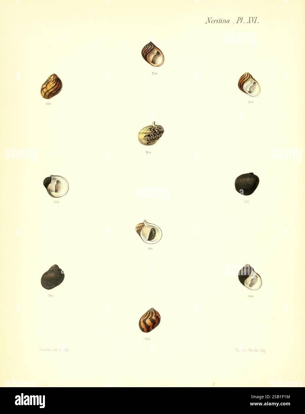 Conchologia Iconica oder Illustrationen of the Muscheln of Molluscous Animals London, Reeve, Brothers, 1843–1878. Mollusks, Pictorial Works, Muscheln, die Ausstellung zeigt eine Sammlung verschiedener Muscheln, die in einem systematischen Layout angeordnet sind. Jede Schale ist mit einer entsprechenden Kennnummer versehen, die ihre wissenschaftliche Klassifizierung angibt. Die Exemplare zeigen eine Reihe von Formen, Größen und Texturen, was die Vielfalt der Muschelschalen unterstreicht. Einige haben komplizierte Muster und Farben, während andere glatt oder glänzend wirken. Diese Komposition veranschaulicht die Schönheit der Meereslebewesen und dient Stockfoto