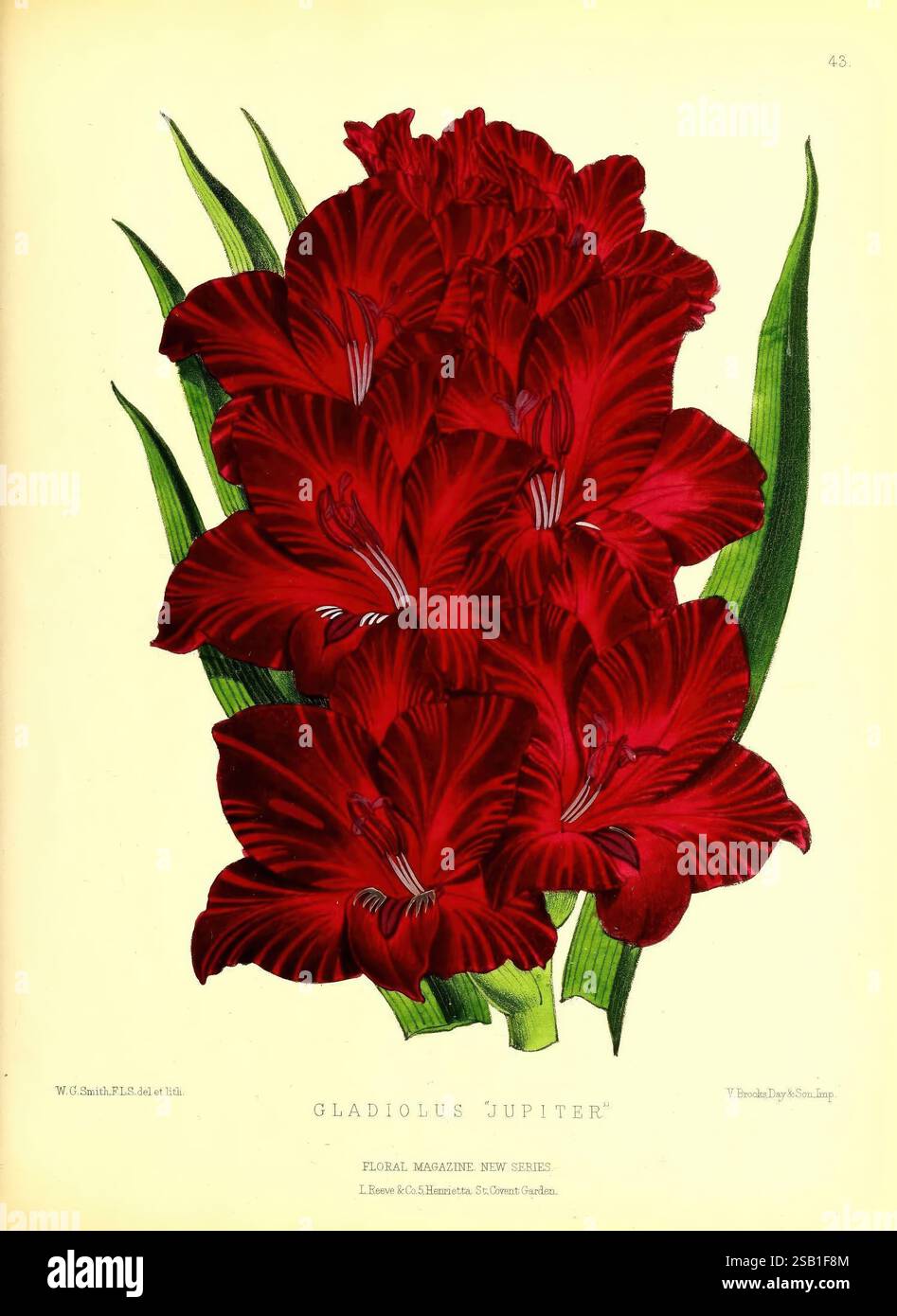 Das Blumenmagazin London, L. Reeve & Co, Blumengärtnerei, Blumen, Zeitschriften, Bildwerke, Blume, Pflanze, Gladiolen, hat, Botanik, eine atemberaubende Illustration der Gladiolus „Jupiter“-Blume mit ihren leuchtenden roten Blütenblättern, die in einer dichten Gruppe angeordnet sind. Der tiefe Karmesinton fängt das Auge ein, während die langen grünen Blätter einen üppigen Hintergrund bieten und die visuelle Wirkung insgesamt verbessern. Die detaillierte Darstellung hebt die komplizierten Texturen und Formen der Blütenblätter hervor und zeigt die natürliche Schönheit und Eleganz der Blume. Diese Darstellung betont den Gladiolus als Symbol der Stärke Stockfoto