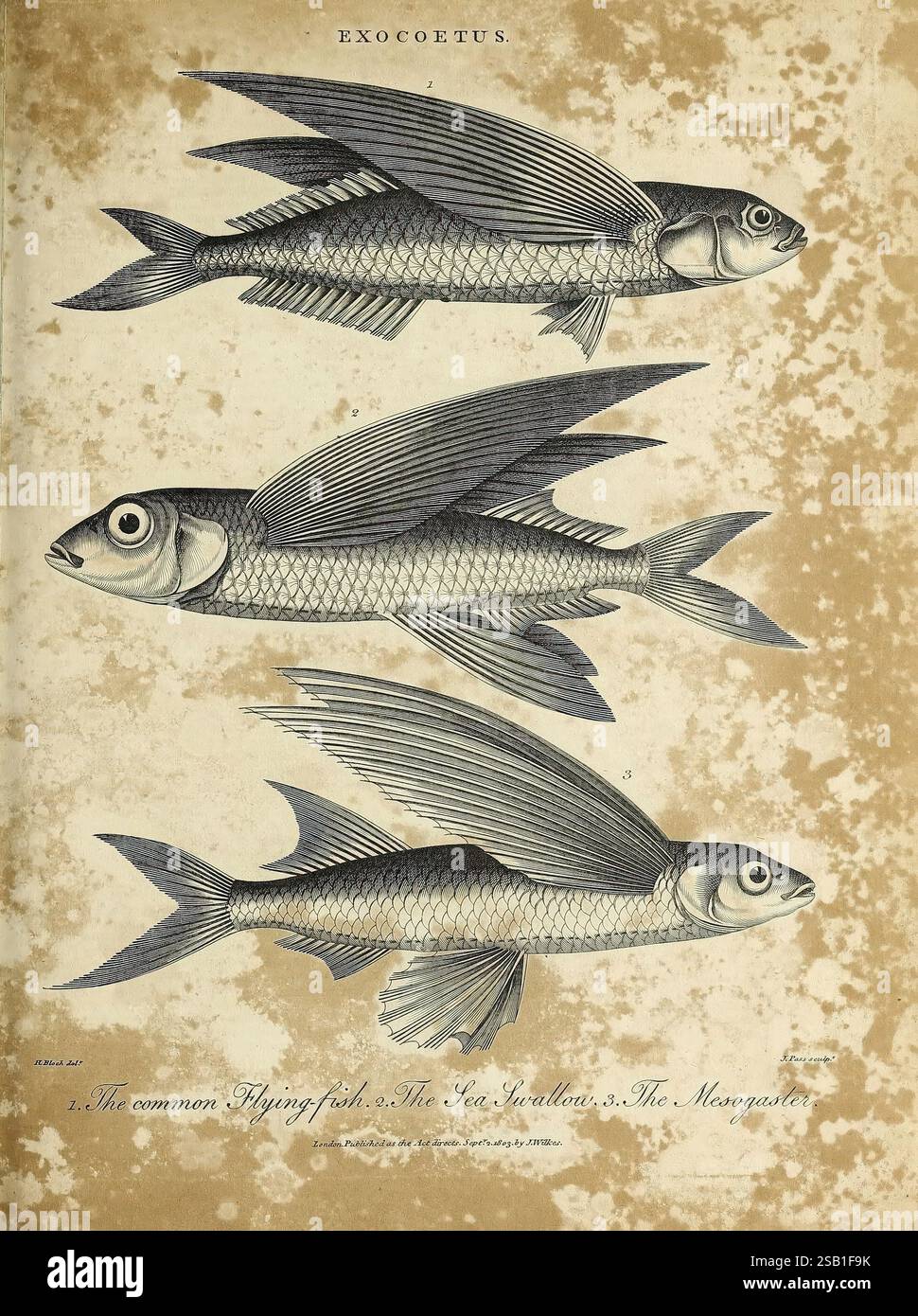 Encyclopaedia londinensis, oder Universal Dictionary of Arts, Sciences and Literature London, gedruckt für den Inhaber von J. Adlard, verkauft im Encyclopaedia Office von J. White und Champante and Whitrow, 1810–1829. Enzyklopädien und Wörterbücher, Mollusks, Pictorial Works, Fish, Eine Sammlung von drei detaillierten Illustrationen des Exocoetus, allgemein bekannt als der fliegende Fisch. Die erste Abbildung zeigt den typischen fliegenden Fisch mit seinem langgestreckten Körper und großen, flügelartigen Brustflossen, die es ihm ermöglichen, über Wasser zu gleiten. Die zweite Abbildung zeigt die als Meer bekannten Arten Stockfoto