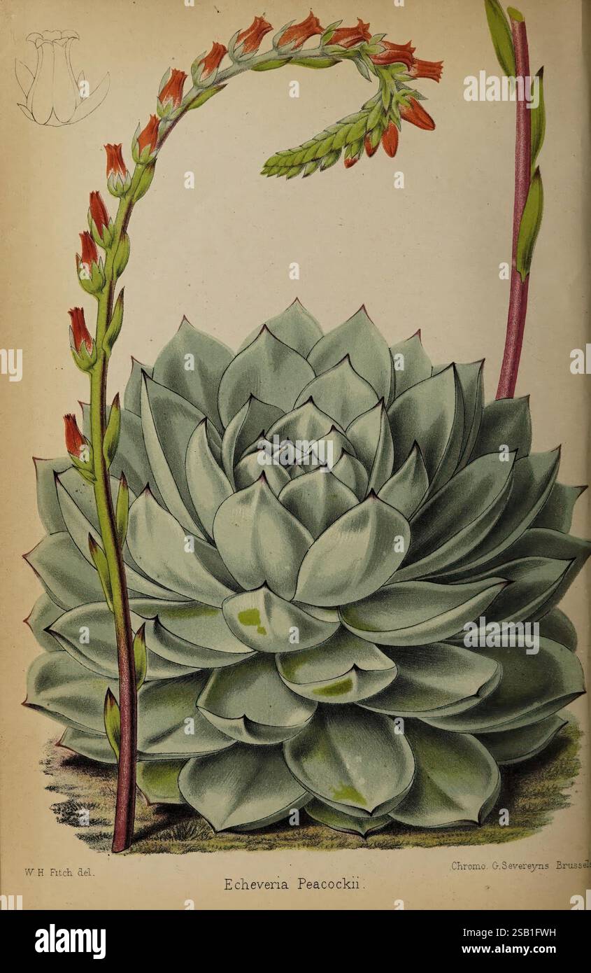 Der Florist und Pomologe. London, Journal of Horticulture Office, 1863-1879., die Illustration zeigt eine detailreiche Darstellung von Echeveria peacockii, einer markanten Sukkulente, die für ihre Rosette und ihre fleischigen, blassgrünen Blätter bekannt ist, die mehrschichtige, symmetrische Muster bilden. Aus der Mitte der Pflanze erheben sich zwei lange Blütenstängel, die jeweils mit leuchtenden, röhrenförmigen Blüten geschmückt sind. Die Blüten weisen einen Farbverlauf auf, der von einem sanften Orange zu einem tieferen rötlichen Farbton übergeht und einen atemberaubenden Kontrast zum beruhigenden grünen Laub des saftigen Körpers schafft. Diese Botanik Stockfoto