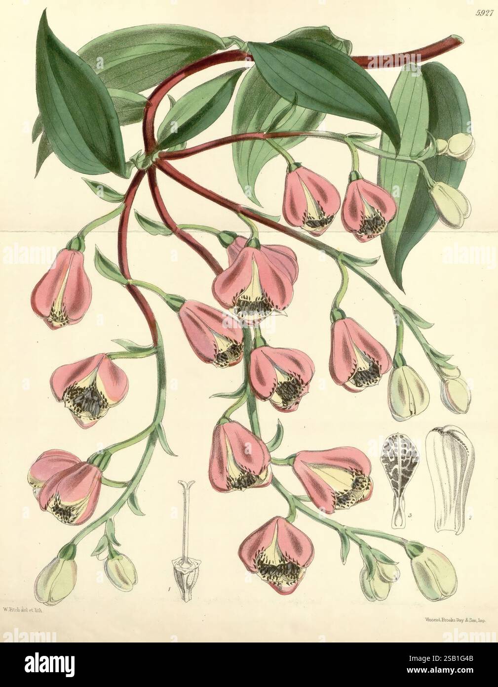 Curtis Botanical Magazine London New York usw. Botanik Zeitschriften Bildwerke Curtis, diese botanische Illustration zeigt eine Gruppe elegant herabhängender Blumen mit zarten rosa Blüten und komplizierten dunklen Flecken in ihren Mitte. Die Blüten werden von saftig grünen Blättern begleitet, die ihre Schönheit betonen. Im Folgenden werden ergänzende Skizzen die Struktur einer einzelnen Blüte, eines Blattes und der Fortpflanzungsteile der Pflanze detailliert beschreiben, um einen umfassenden Überblick über ihre Anatomie zu geben. Diese Darstellung veranschaulicht die komplizierte Schönheit des Pflanzenreichs und hebt sowohl das künstlerische als auch das Sci hervor Stockfoto