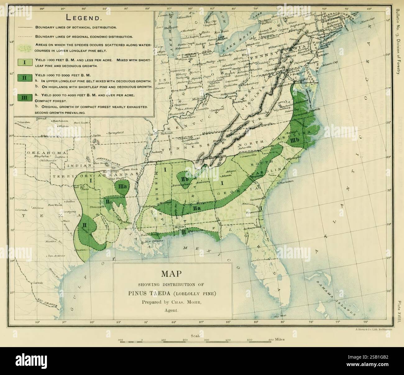 Die Holzkiefer im Süden der Vereinigten Staaten, Washington, Govt. Print, 1896, Pinus, südstaaten, Holz, Map, USA, Pinus taeda, Eine detaillierte Karte, die die Verteilung der Kiefernarten in einer bestimmten Region veranschaulicht und verschiedene Grünflächen hervorhebt, die die Prävalenz dieser Bäume kennzeichnen. Die Karte enthält eine Legende, die die verschiedenen Grüntöne erklärt, die verwendet werden, um die unterschiedliche Dichte der Kiefernpopulationen anzuzeigen. Geografische Merkmale wie Wasserkörper, Breiten- und Längenlinien sowie andere topografische Details sind markiert, die den Kontext für die räumliche Anordnung von bilden Stockfoto