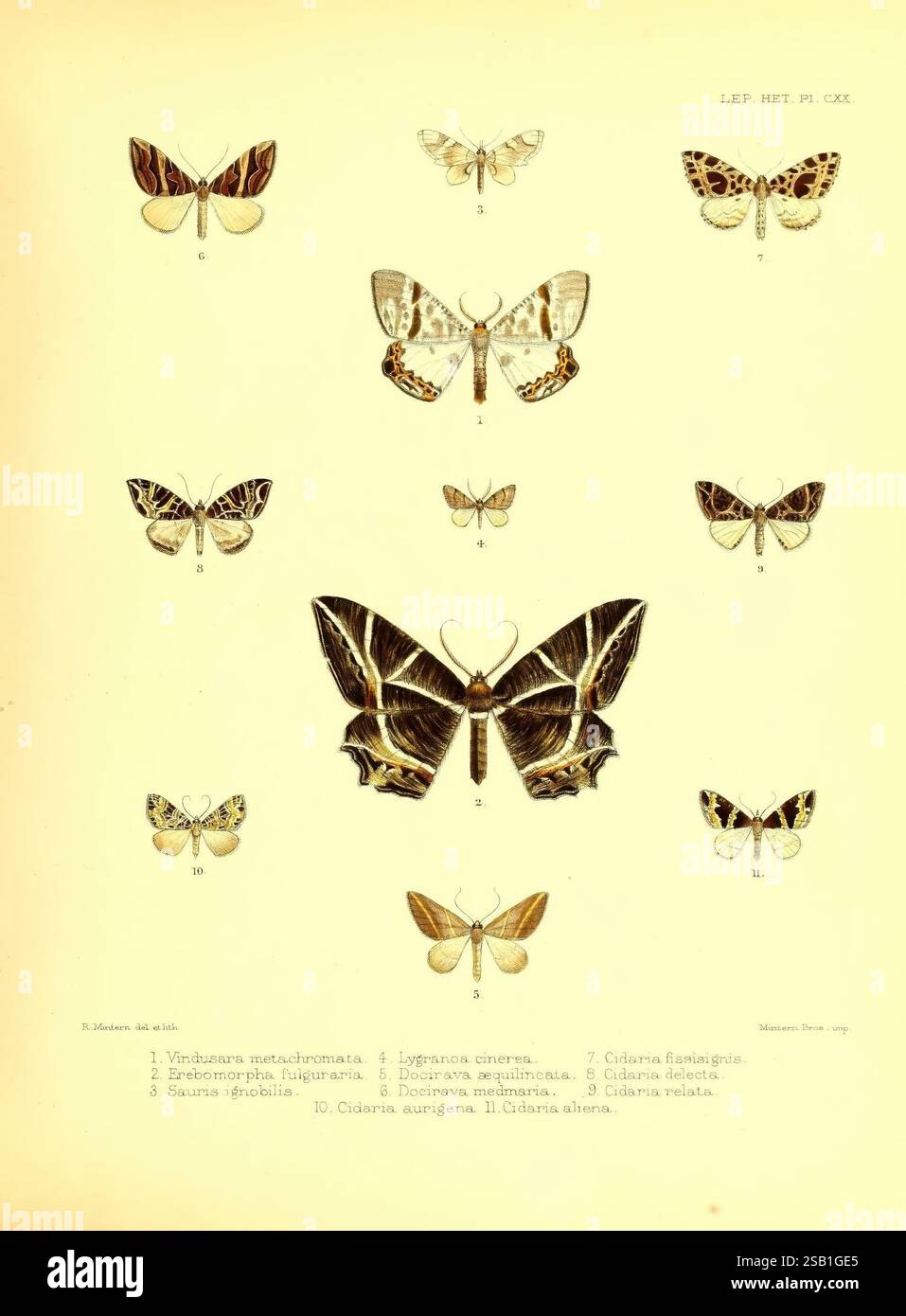Illustrationen typischer Exemplare von Lepidoptera, Heterocera in der Sammlung des British Museum, London, 1877–93, zeigt diese illustrierte Platte eine Sammlung von zwölf verschiedenen Schmetterlingsarten, sorgfältig in einem Gitterformat angeordnet. Jeder Schmetterling ist nummeriert und zeigt komplizierte Muster und Farbvariationen auf seinen Flügeln, die die Schönheit und Vielfalt der Schmetterlinge hervorheben. Die dargestellten Arten umfassen eine Reihe von Formen und Größen, mit detaillierten Beschriftungen neben jeder Probe zur Identifizierung. Das Kunstwerk betont die zarte Natur dieser Insekten und fängt ihre Unik ein Stockfoto