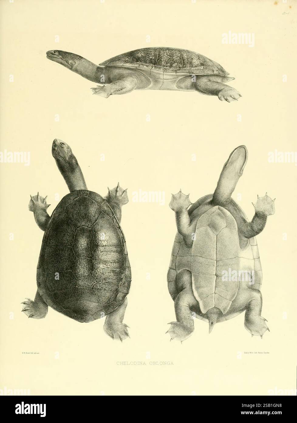 Katalog, von, Schild, Reptilien, in, die, Sammlung, von, die, Britisch, Museum, London, 1855-1872, England, London, Schildkröten, Reptilien, Krokodile, Testudiniden, Amphisbaenie, Kataloge, und, Sammlungen, Chelonia, Gattung, die Illustration zeigt eine detaillierte Untersuchung der Chelodina oblonga, die drei unterschiedliche Perspektiven der Schildkröte zeigt. Die Draufsicht zeigt die stromlinienförmige Schale und den verlängerten Hals der Kreatur, während die Seitenansicht die aquatischen Anpassungen wie die Form ihrer Gliedmaßen und die glatten Konturen ihres Panzers hervorhebt. In der unteren Ansicht werden die komplizierten Muster und hervorgehoben Stockfoto