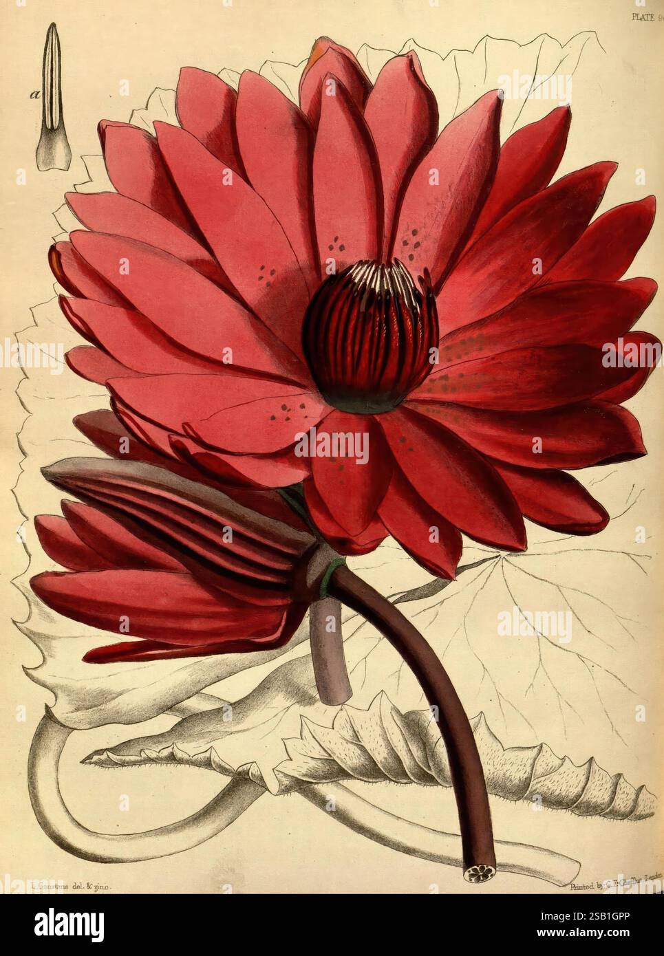 Paxton's, Blume, Garten, London, Bradbury, und Evans, 1850-1853, Louis, Aristide, Léon, Constans, die Illustration zeigt eine leuchtend rote Seerose mit breiten, üppig grünen Blättern. Die großen, markanten Blütenblätter der Blume sind detailreich und zeigen ihre natürliche Textur und ihre mehrschichtige Anordnung. Ein markanter, mittiger Pistil, umgeben von zarten Staubblättern, trägt zu seiner Attraktivität bei. In der Nähe zeigt eine geschlossene Knospe das Potenzial für zukünftige Blüten an. Der Hintergrund umfasst weiche Umrisse zusätzlicher Blätter, die die Zusammensetzung verbessern und die Schönheit dieser Wasserpflanze betonen. Stockfoto
