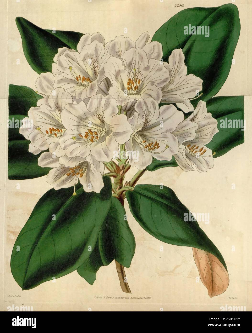 Curtis's Botanical Magazine London New York etc Botanik-Zeitschriften Pictorial Works Curtis, Eine wunderschön detaillierte botanische Illustration mit einer Gruppe von leuchtenden weißen Rhododendron-Blüten. Jede Blüte ist aufwändig gerendert und zeigt zarte Blütenblätter mit subtilen gelben Anklängen an der Basis der Staubblätter. Die umliegenden Blätter sind üppig und glänzend und bilden einen auffälligen Kontrast zu den Blüten. Die Komposition unterstreicht die natürliche Eleganz des Rhododendrons und lädt die Zuschauer ein, die komplizierten Details seiner floralen Struktur und des Laubs zu bewundern. Dieses Stück spiegelt beide Kunstfertigkeit wider Stockfoto