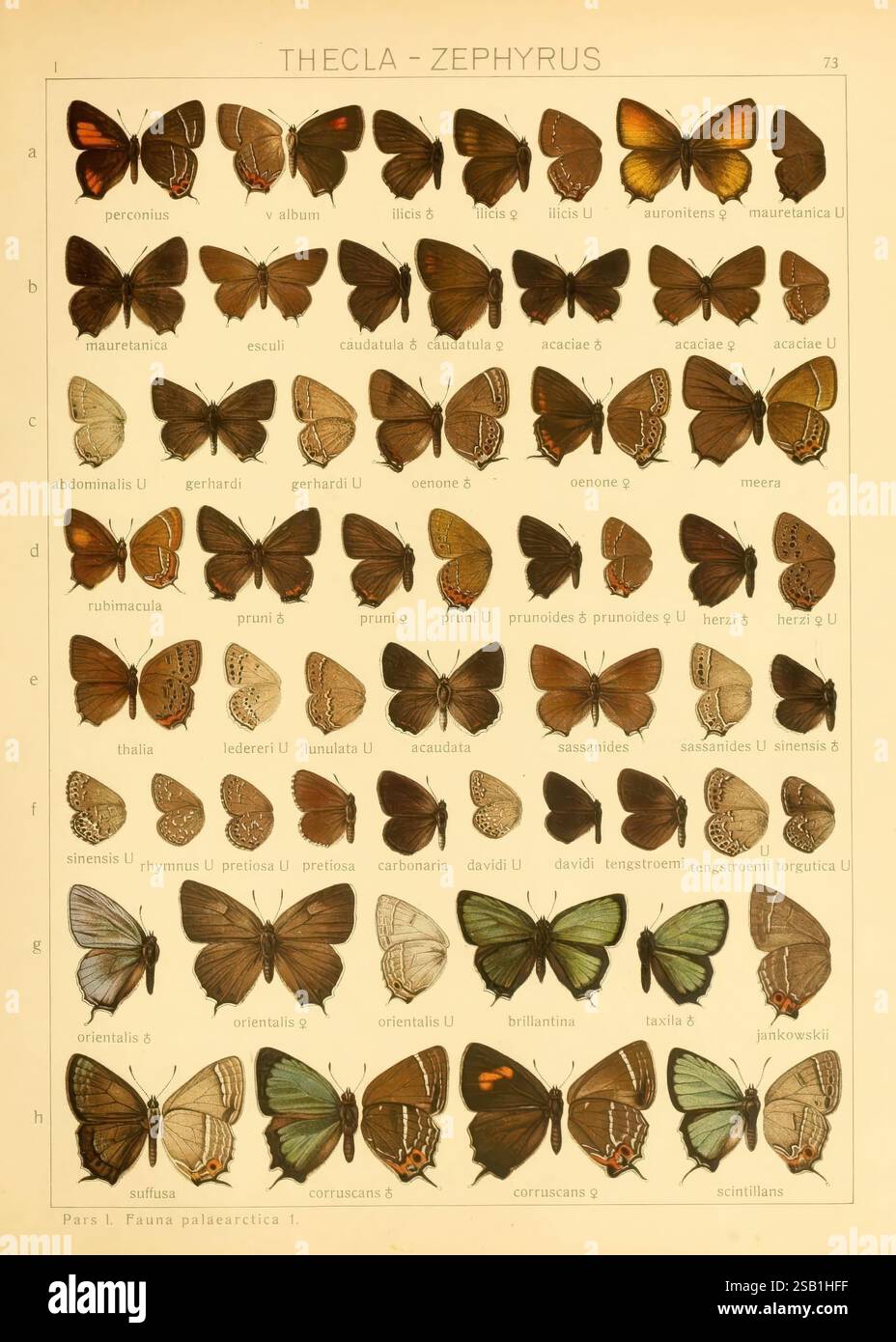Die Makrolepidoptera der Welt, Stuttgart, Seitz'schen (Kernen), 1906-, lepidoptera, eine detaillierte Illustration zeigt eine vielfältige Sammlung von Schmetterlingen der Gattung Thecla und Zephyrus. Die Ausstellung umfasst zahlreiche Arten, die alle sorgfältig in einem Gitterformat angeordnet sind. Jeder Schmetterling wird symmetrisch dargestellt, um seine einzigartigen Muster und Farben hervorzuheben, mit detaillierten Etiketten, die ihre wissenschaftlichen Namen angeben. Das Layout betont die reiche Vielfalt an Flügelformen, -Größen und -Farben und veranschaulicht die Schönheit und Vielfalt dieser Schmetterlinge. Die Präsentation lautet Stockfoto