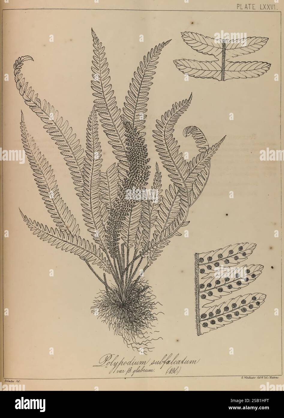 Die Farne von Britisch-Indien, Madras, 1866, Indien, Pteridophyta, eine komplizierte botanische Illustration, die das Polypodium subbifidum Farn zeigt. Im Mittelpunkt steht eine detaillierte Darstellung des Farns, die seine Fronten mit fein geätzten Texturen hervorhebt, die die Blattstruktur und -Anordnung veranschaulichen. Die Hauptpflanze umgibt kleinere Skizzen, die die einzigartigen Eigenschaften der Farnblätter betonen, einschließlich ihrer gefiederten Form und ihrer komplizierten Venationsmuster. Die Abbildung wird von einem Etikett begleitet, auf dem der Name der Art angegeben ist und der Kontext für botanische Studien und Identifikate gegeben ist Stockfoto