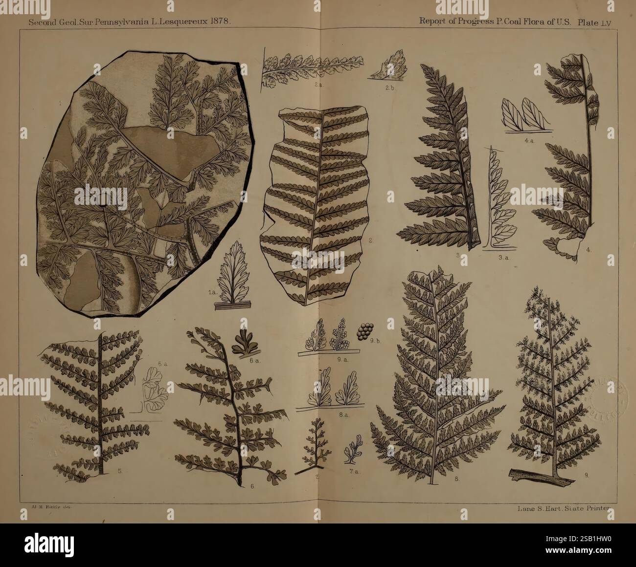 Beschreibung, von, Kohle, Flora, von, der, Karbon, Formation, in, Pennsylvania und, in allen Teilen, den Vereinigten Staaten, Harrisburg, Vorstand, der Kommissionsmitglieder, für die zweitens, geologisch, Survey, 1879-84, Pflanzen, Pennsylvania, Botanik, Fossilien, Karbon, Paläobotanik, Fossil, Geschichten, Eine botanische Illustration, die verschiedene Farnarten zeigt, mit detaillierten Zeichnungen ihrer Blätter und Strukturen. Die Komposition umfasst ein großes zentrales Farnblatt, das zur Klarheit hervorgehoben wird, sowie kleinere Abbildungen, die verschiedene Sorten und ihre einzigartigen Eigenschaften darstellen. Jeder Farn i Stockfoto