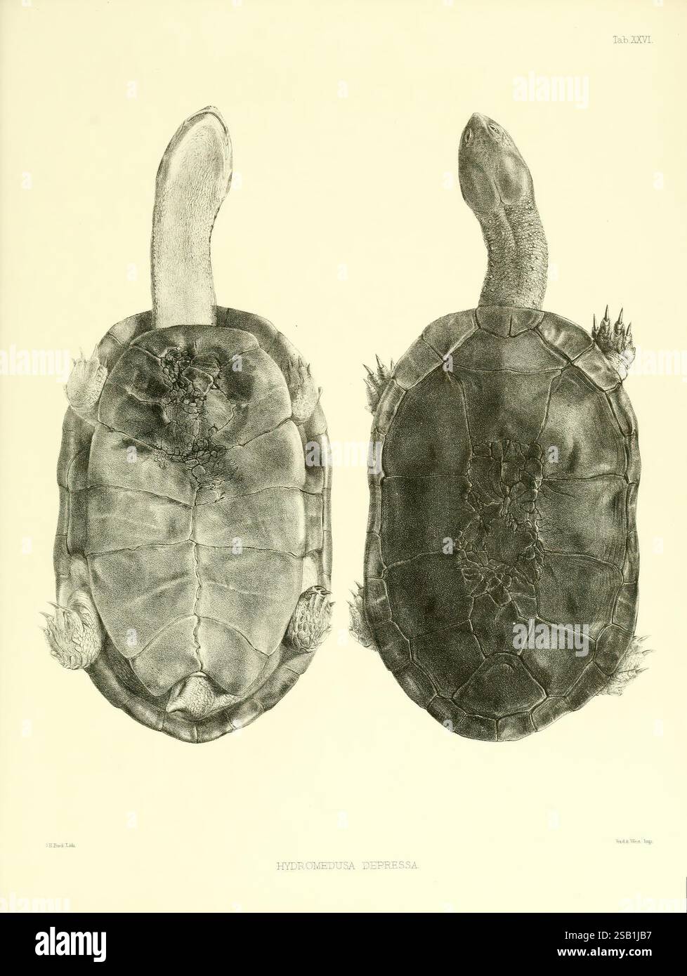 Katalog der Schildreptilien in der Sammlung des British Museum London gedruckt im Auftrag der Trustees 1855-1872 England London Schildkröten Krokodile Testudinidae Amphisbaenia Chelonia Gattung, zeigt die Abbildung zwei unterschiedliche Ansichten einer Schildkrötenart und hebt ihre einzigartigen anatomischen Merkmale hervor. Die Draufsicht zeigt die stromlinienförmige Schale der Schildkröte, die sich durch ihre glatte Oberfläche und markante Grate auszeichnet, während die Unterbauch der Schildkröte mit strukturierten Mustern und Gliedmaßen zeigt. Die Detaildarstellung betont die Formen und Proportionen Stockfoto