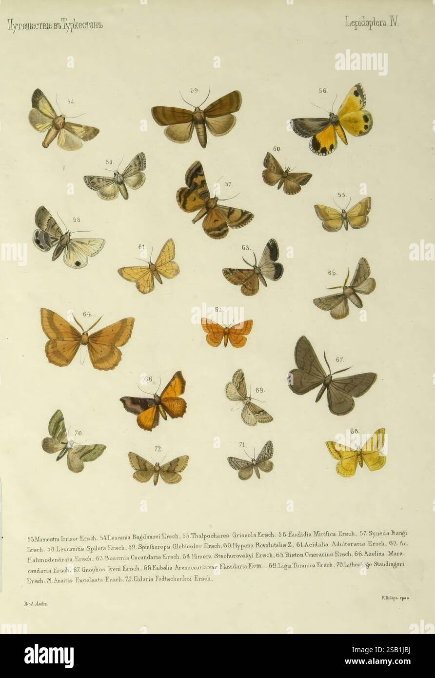 Eine Sammlung wunderschön detaillierter Abbildungen verschiedener Schmetterlingsarten, jede mit einer eindeutigen Kennnummer gekennzeichnet. Die Schmetterlinge sind in einem Gitterformat angeordnet und zeigen eine Reihe von Farben, Mustern und Größen. Zu den dargestellten Arten gehören farbenfrohe mit komplizierten Flügelmustern sowie gedämpfte Töne, die ihre natürliche Schönheit hervorheben. Jeder Schmetterling scheint akribisch gerendert zu sein, was eine Wertschätzung der Vielfalt in der Lepidopterenordnung ermöglicht. Das Kunstwerk betont sowohl die wissenschaftlichen als auch die ästhetischen Aspekte der Entomologie. Stockfoto