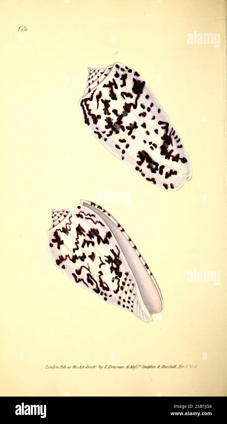 Das Archiv des Naturforschers, oder Monthly miscellany of Exotic Natural History, London, gedruckt für den Autor und W. Simpkin and R. Marshall, 1823-1827, Naturgeschichte, Zeitschriften, Zoologie, Muscheln, die Illustration zeigt zwei wunderschön detaillierte Exemplare der Spezies, bekannt als Leopardenschnecke. Jede Schnecke wird mit komplizierten Mustern aus dunklen Flecken und Flecken vor einem helleren Hintergrund gerendert, wodurch ihre einzigartigen Texturen und Formen hervorgehoben werden. Die Draufsicht zeigt eine symmetrische Form, während die Seitenansicht einen Einblick in die leicht gekrümmte Struktur bietet, die ihren langgestreckten körper betont Stockfoto