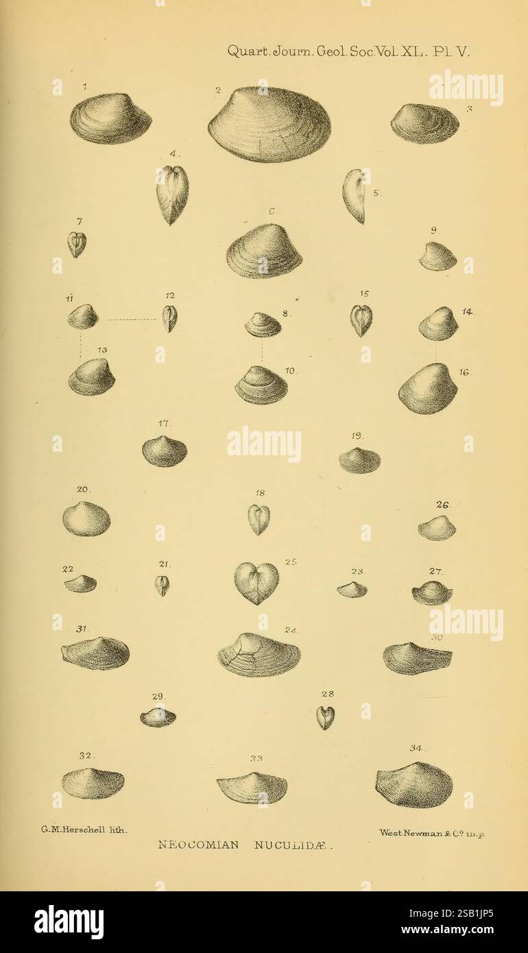 Das Quarterly Journal der Geological Society of London. v. 40 (1884). London, Geologie, Zeitschriften, diese detaillierte Illustration zeigt eine Reihe von Muscheln, die zur Gattung Nuculana gehören und verschiedene Formen, Größen und strukturelle Eigenschaften zeigen. Jede Schale ist mit einer entsprechenden Nummer versehen, die eine Referenz für die Identifizierung und Untersuchung darstellt. Das Arrangement unterstreicht die Vielfalt innerhalb dieser Gruppe, einschließlich asymmetrischer und symmetrischer Formen. Das akribische Rendering betont die komplizierten Muster und Texturen der Schalen und bietet Einblicke in ihre morphologische Struktur Stockfoto
