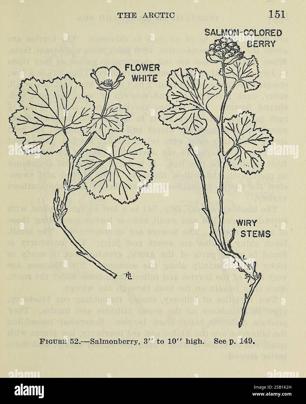 Survival on Land and Sea, Washington, Publizlications Branch, Office of Naval Intelligence, United States Navy, 1944, Food, Survival, danach, Flugzeug, Unfälle, Schiffswracks, Salmonbeeren, die Abbildung zeigt eine detaillierte botanische Untersuchung der Salmonbeerpflanze. Auf der linken Seite zeigt eine Darstellung der Blume ihre weißen Blüten, was wahrscheinlich auf ihre Blüte hinweist. Auf der rechten Seite sind die lachsfarbenen Beeren abgebildet, zusammen mit den Wirbeln, die sowohl die Blüten als auch die Früchte tragen. Der Hintergrund enthält Anmerkungen und Figurenreferenzen, die den Kontext für dieses bestimmte Exemplar darstellen, Highl Stockfoto