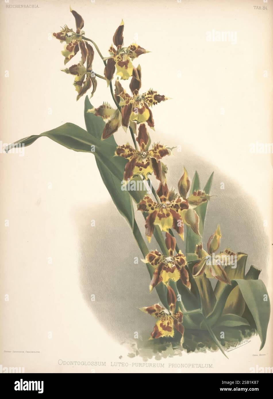 Reichenbachia, St. Albans, London, New York, F. Sander & Co, Orchid Growers & Importers, H. Sotheran & Co, I. Forstermann, 1888-1890. Orchidaceae, Henry Frederick Conrad Sander, Orchideen, Botanik, Blumen, Taxonomie: Family= Orchidaceae, Henry George Moon, Oncidium luteopurpureum, Odontoglossum luteopurpureum, Odontoglossum luteopurpureum prionopetalum., Eine atemberaubende botanische Illustration zeigt das Odontoglossum luteo-purpureum phinopetalum, das seine komplexen und farbenfrohen Blüten zeigt. Die Blumen zeigen einzigartige Muster und Formen, mit einer reichen Mischung aus Gelb- und Violetttönen, die einen starken Eindruck von Stockfoto