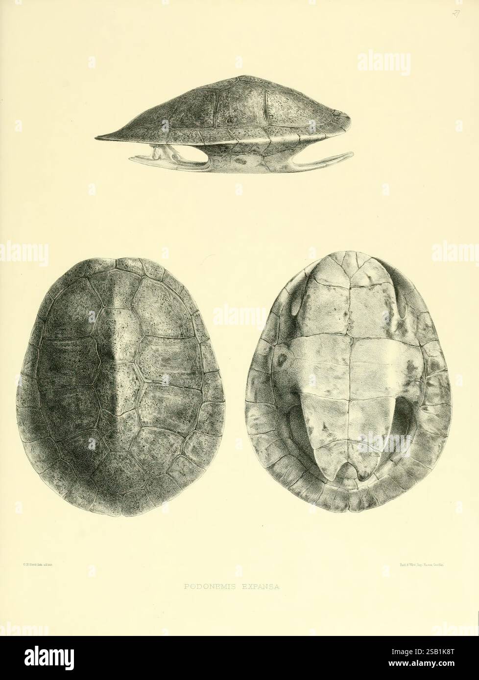 Katalog der Schildreptilien in der Sammlung des British Museum London gedruckt im Auftrag der Trustees 1855-1872 England London Schildkröten Krokodile Testudinidae Amphisbaenia Chelonia Gattung, zeigt diese Illustration die verschiedenen Ansichten einer Schildkrötenart und hebt ihre einzigartigen anatomischen Merkmale hervor. Die Draufsicht zeigt die glatte, kuppelförmige Schale, die sich durch ein stromlinienförmiges Design auszeichnet, das eine Anpassung an die Wasserwelt suggeriert. Die Frontalansicht bietet eine Perspektive auf Kopf und Hals der Schildkröte und betont die Form und Platzierung der Gliedmaßen. Die Ansicht Unterseite wird angezeigt Stockfoto