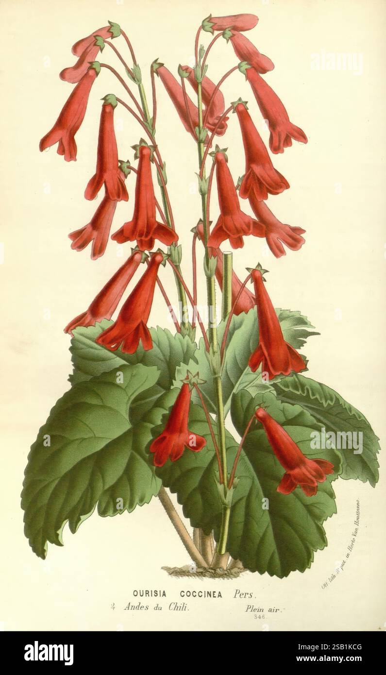 Flore des serres et des jardins de l'Europe A Gand, chez Louis van Houtte, éditeur, 1845-1880, die Illustration zeigt eine wunderschön detaillierte Darstellung von Ourisia coccinea, einer lebendigen blühenden Pflanze aus den Anden Chiles. Die Pflanze zeigt eine Ansammlung von langen, röhrenförmigen roten Blüten, die anmutig an schlanken Stielen hängen, die jeweils mit einem satten grünen Laub an der Basis verziert sind. Die breiten, üppigen Blätter bilden einen auffälligen Kontrast zu den lebendigen Blüten und verstärken die visuelle Wirkung insgesamt. Ein detaillierter Text am unteren Rand identifiziert die Art und fügt dieser faszinierenden Art einen botanischen Kontext hinzu Stockfoto