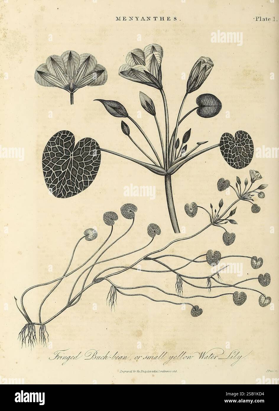 Encyclopaedia Londinensis, oder Universal Dictionary of Arts, Sciences, and Literature London, gedruckt für den Inhaber von J. Adlard, verkauft im Encyclopaedia Office von J. White und Champante and Whitrow, 1810–1829. Enzyklopädien und Wörterbücher, Mollusks, Pictorial Works, Plant, eine komplexe botanische Illustration der Menyanthes-Gattung, die allgemein für ihre charakteristische gelbe Seerose bekannt ist. Die Komposition zeigt verschiedene Elemente der Pflanze, darunter zarte Blütenblätter und herzförmige Blätter, zusammen mit detaillierten Darstellungen der Wurzelstrukturen und Samen. Das Arrang Stockfoto
