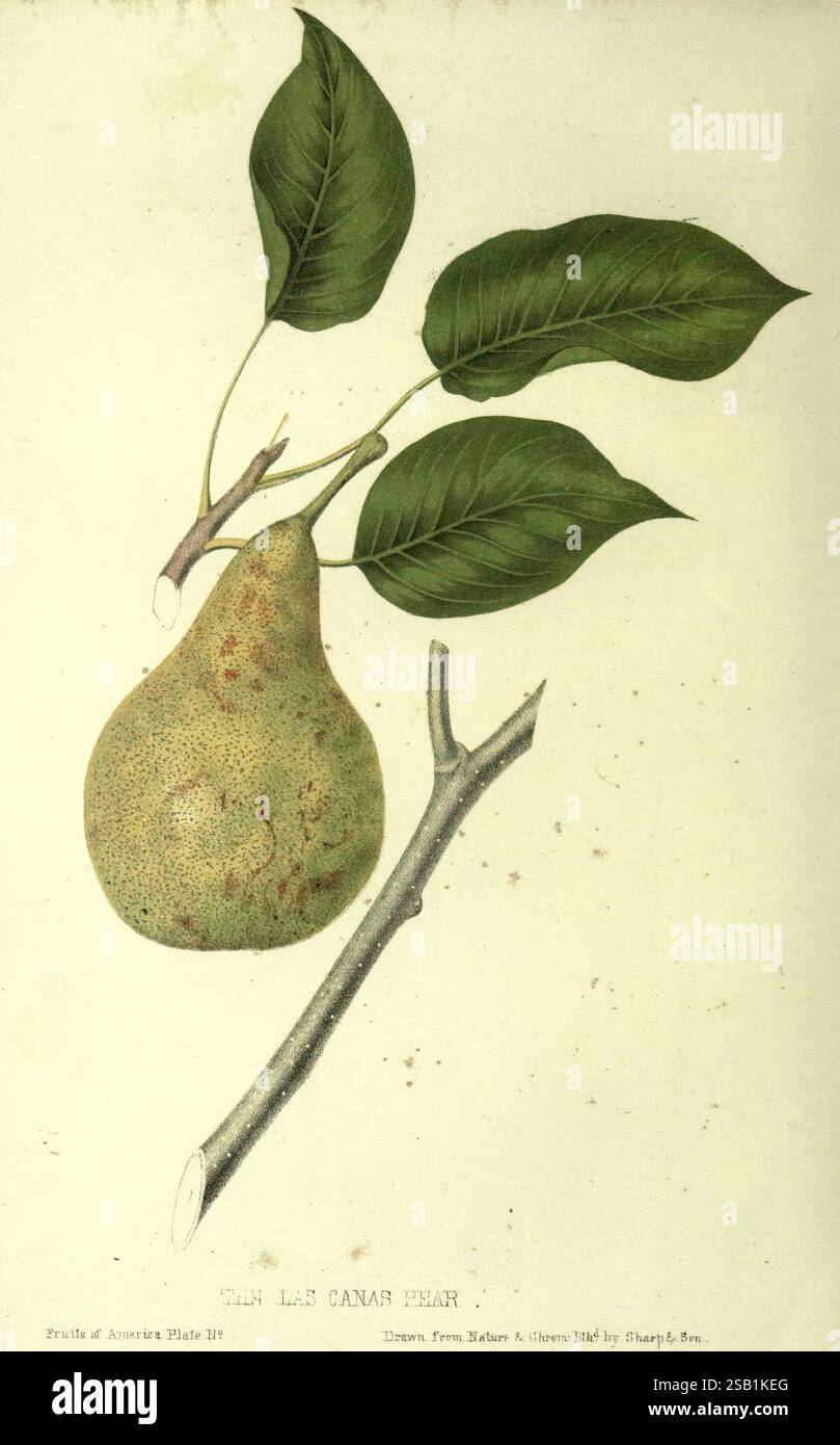 The Fruits of America New York, D. Appleton & Co, 1853, Fruit, Pictorial Works, Eine wunderschön detaillierte Illustration, die eine Birne zeigt, die ihre einzigartige Form und strukturierte Haut hervorhebt. Die Birne ist entlang eines Abschnitts ihres Zweiges dargestellt, komplett mit grünen Blättern, die unterschiedliche Farbtöne und natürliche Adern aufweisen. Die Gesamtkomposition unterstreicht die organische Schönheit dieser Frucht und ihre Verbindung zur Natur, die durch die handwerkliche Kunst der botanischen Kunst unterstrichen wird. Das Stück trägt den Titel „La Canas Birne“, was die Aufmerksamkeit auf seine besondere Vielfalt innerhalb der reichen Vielfalt von lenkt Stockfoto