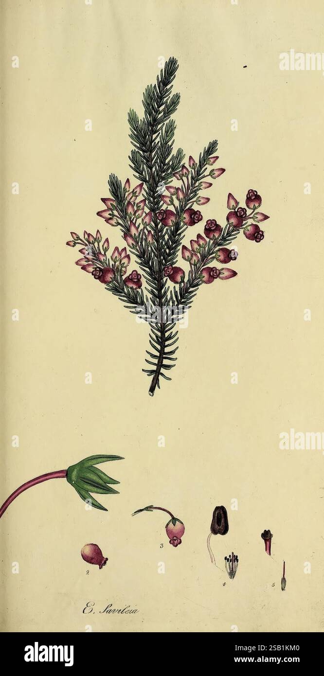 Die, Heathery oder A, Monografie von, die, Gattung, Erica, London, Henry, g, Bohn, 1845, Ericas, Heather, Pictorial, Works, Plant, Erica, die Illustration zeigt eine detaillierte botanische Studie mit einem Zweig, der mit kleinen, rosa Blüten und charakteristischem grünen Laub geschmückt ist. Neben dem Hauptzweig befinden sich mehrere beschriftete anatomische Zeichnungen, die verschiedene Fortpflanzungsstrukturen der Pflanze, einschließlich Samen und Blüten, hervorheben. Die Gesamtkomposition betont die Feinheiten der Pflanzenmorphologie und lädt die Zuschauer ein, die natürliche Schönheit und Komplexität der dargestellten Arten zu schätzen. Der an Stockfoto