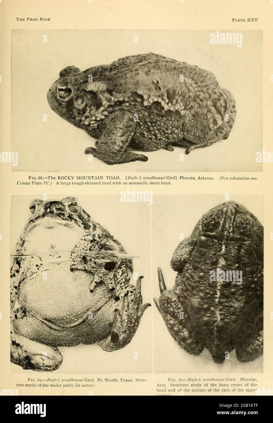Das Froschbuch, New York, 1907, Amphibien, Nordamerika, Kröten, Rocky Mountain Kröte, dieses Bild zeigt mehrere Darstellungen der Rocky Mountain Kröte (Anaxyrus cognatus). Im Mittelpunkt steht eine große, robuste Kröte, die für ihren unverwechselbaren, ungewöhnlich kurzen Kopf bekannt ist. Die Kröte weist einen strukturierten Körper mit auffälligen Warzen und einem breiten Mund auf, was ein robustes Aussehen verleiht. Zusätzliche Ansichten heben die Unterseite der Kröte und die einzigartige Textur ihrer Haut hervor und betonen ihre Anpassung an die Umgebung. Das Bild dient als detaillierte Untersuchung dieser Amphibienart und erfasst ihre physische Art Stockfoto