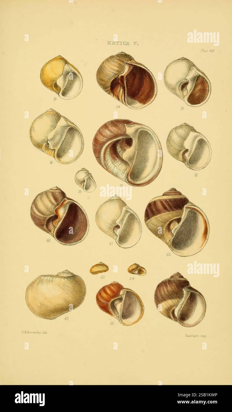 Thesaurus conchyliorum, oder Monographien von Gattungen der Schalen v.5-Platten. London, Sowerby, 1847-1887, Mollusks, Pictorial Works, eine Sammlung detaillierter Darstellungen verschiedener Arten von Meeresschnecken aus der Gattung Natica. Jede Probe wird in einem kreisförmigen Layout angezeigt, in dem ihre unterschiedlichen Schalenformen, -Größen und -Farbmuster hervorgehoben werden. Die Illustrationen erfassen komplizierte Details, wie die Spiralen und Texturen der Muscheln, und zeigen eine Reihe von Erdtönen, von Gelb- und Braun bis zu dunkleren Tönen. Jedes beschriftete Beispiel enthält eine numerische Referenz zur Identifizierung, zum Beitrag Stockfoto