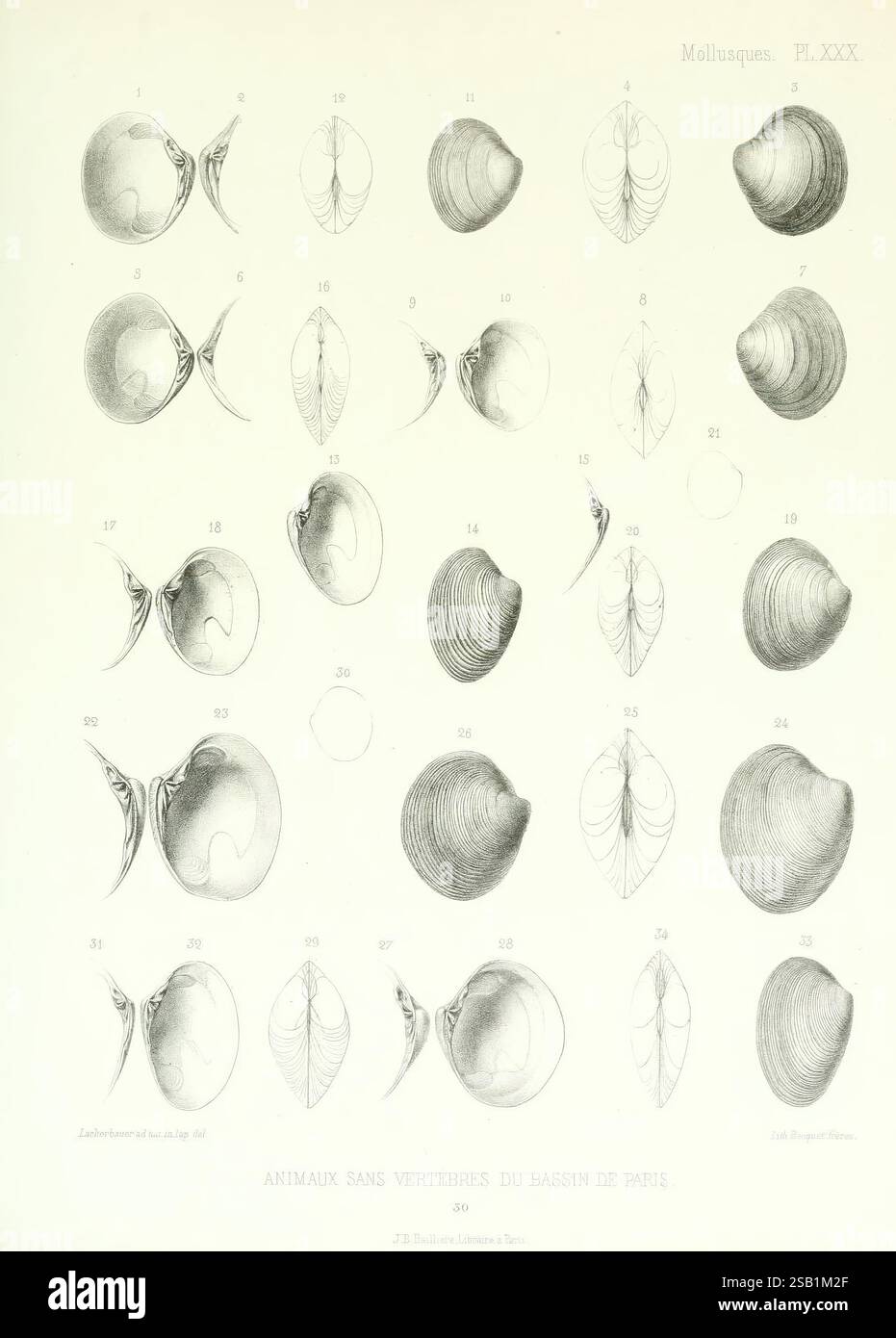 Beschreibung des animaux sans vertèbres découverts dans le bassin de Paris, Paris, Ballière et fils, 1860, Paläontologie, Mollusks, Fossil, Paris Basin, Frankreich, diese Sammlung zeigt detaillierte Abbildungen verschiedener Weichtiere, die ihre charakteristischen anatomischen Strukturen zeigen. Jede Illustration ist akribisch beschriftet und bietet Einblicke in die verschiedenen Formen dieser Wassergruppe. Die Anordnung ermöglicht vergleichende Studien, wobei Unterschiede in Schalenformen, internen Features und Entwicklungsstadien hervorgehoben werden. Die visuelle Darstellung bietet einen Einblick in die biologische Vielfalt Stockfoto