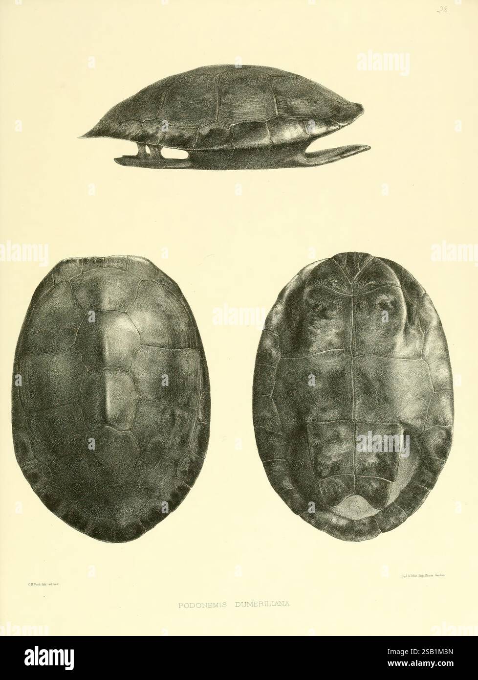 Katalog der Schilde Reptilien in der Sammlung des British Museum, London, 1855-1872, England, London, Schildkröten, Reptilien, Krokodile, Testudinidae, Amphisbaenia, diese Illustration zeigt die Anatomie einer Schildkröte mit drei unterschiedlichen Ansichten: eine Top-down-Perspektive der Schale, ein Seitenprofil, das die Krümmung der Schale hervorhebt, und eine Unteransicht, die die komplizierten Muster und Texturen offenbart. Die detaillierte Darstellung unterstreicht das einzigartige Design der Schildkrötenschale mit ihren segmentierten Platten und glatten Konturen, die die evolutionäre Anpassung an den Schutz demonstrieren Stockfoto