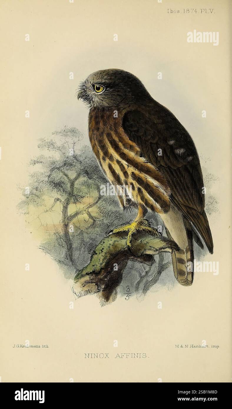 Ibis, London, veröffentlicht für die British Ornithologists' Union von Academic Press, Birds, Ornithology, Periodicals, Eine detaillierte Illustration eines Ninox affinis, allgemein bekannt als The Collared Owlet. Der Vogel steht auf einem Zweig und zeigt seine besonderen Merkmale, darunter durchdringende gelbe Augen und eine Mischung aus dunkelbraunem und weißem Gefieder. Sein Körper ist kompakt, und die komplizierten Muster auf den Federn sind zu beobachten, was die Textur und Färbung hervorhebt. Im Hintergrund deutet eine subtile Darstellung von Laub auf einen natürlichen Lebensraum hin, der die Gesamtkomposition verbessert. Das Bildmaterial wird begleitet von Stockfoto