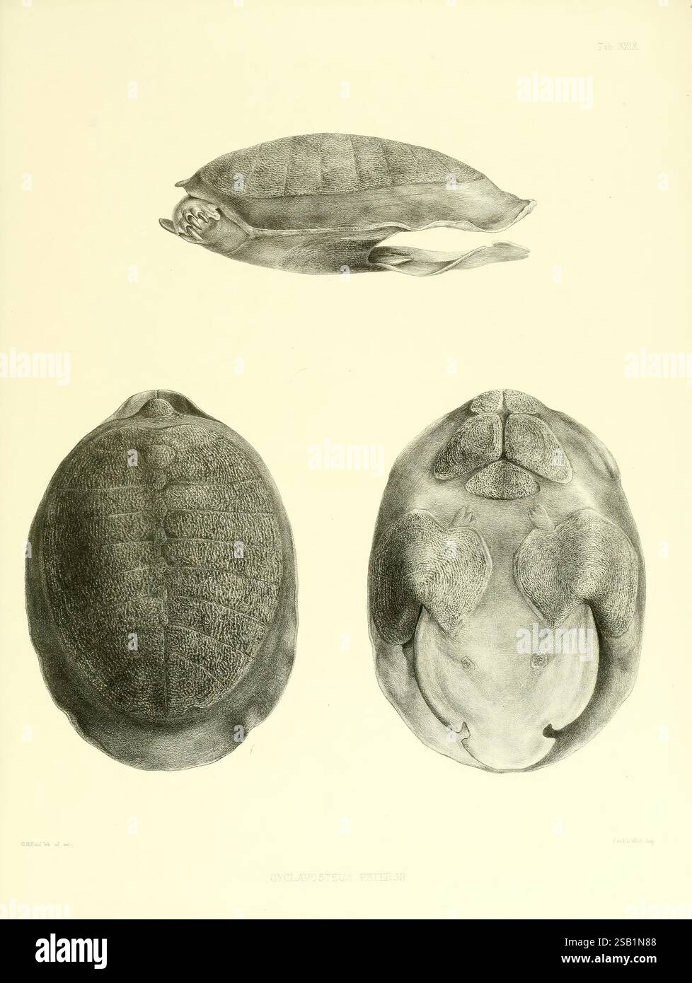 Katalog der Schildreptilien in der Sammlung des British Museum, London, 1855-1872 England, London, Schildkröten, Reptilien, Krokodile, Testudinidae, Amphisbaenia, Kataloge, Kollektionen, Chelonia, Gattung, diese Illustration zeigt die detaillierte anatomische Studie einer Schildkröte und zeigt drei unterschiedliche Ansichten: eine Rückenansicht, die die Textur und Form der Schale hervorhebt, eine seitliche Ansicht, die das Profil der Schildkröte veranschaulicht, und eine ventrale Ansicht, die die Anatomie der Unterseite erfasst. Die komplizierten Linien und Schattierungen unterstreichen die einzigartigen Merkmale der Schildkröte, einschließlich ihrer Schalenmuster und ihrer Gliedmaßen-Struktur Stockfoto