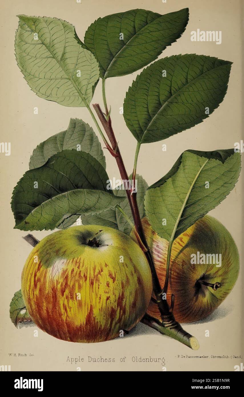 Der Florist und Pomologe und Vorstadtgärtner. London, 1880, Flower Gardening, Obstkultur, Gartenarbeit, Großbritannien, die Illustration zeigt die lebhafte „Apfelherzogin von Oldenburg“ mit zwei prallen, gelblich-grünen Äpfeln mit roten Streifen. Sie ruhen vor einem Hintergrund von üppigen, üppigen Blättern, die sich durch ihre breite Form und ihre markanten Adern auszeichnen. Der Zweig, der die Äpfel verbindet, ist stark und gesund und unterstreicht die natürliche Schönheit und Vitalität der Frucht. Die detaillierte Darstellung hebt sowohl die Textur der Äpfel als auch die komplizierten Details der Blätter hervor, Creati Stockfoto