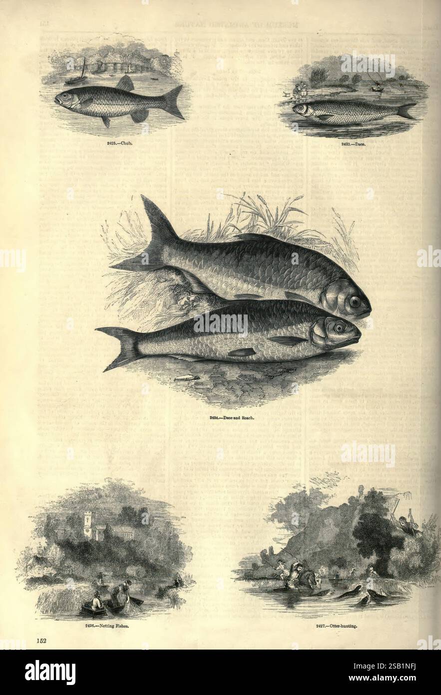 The Pictorial Museum of Animated Nature London, C. Cox, [1844?] Zoologie, Bildwerke, die Illustration zeigt verschiedene Fischarten, die jeweils deutlich gekennzeichnet sind. In der Mitte sind zwei größere Fische in einer Seitenansicht dargestellt, die ihre stromlinienförmigen Körper und ihre charakteristischen Merkmale zeigen. Um dieses zentrale Paar herum sind Abbildungen von vier anderen Fischarten in halbrunder Anordnung angeordnet. Jeder Fisch ist detailreich und hebt einzigartige Eigenschaften wie Flossenformen und Körpermuster hervor. Im unteren Teil werden kleine Szenen gezeigt, die Fischer zeigen, die im Fischfang tätig sind, Stockfoto