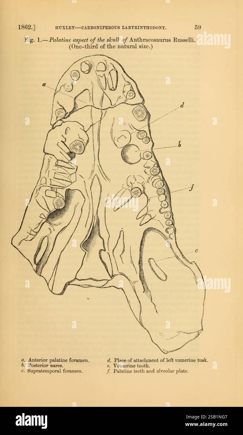 The Quarterly Journal of the Geological Society of London, v. 19 (1863), London, Geologie, Zeitschriften, die Abbildung zeigt ein detailliertes Diagramm des Schädels von Anthracosaurs Russellii, das seinen palatinischen Aspekt zeigt. Die beschrifteten Merkmale umfassen verschiedene anatomische Komponenten, wie das Foramen des vorderen palatins, das hintere naris und mehrere Foramina, die Ansatzpunkte und strukturelle Details anzeigen, die für das Verständnis der Morphologie der Art wichtig sind. Schlüsselbereiche sind markiert, einschließlich der Platzierung von Zähnen und spezifischen Foramens, die evolutionäre Anpassungen vermuten lassen. Diese wissenschaftliche Depik Stockfoto